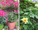 「「オープンガーデン」ですてきなお庭を訪問！ 花を通じて人生が豊かに」の画像18