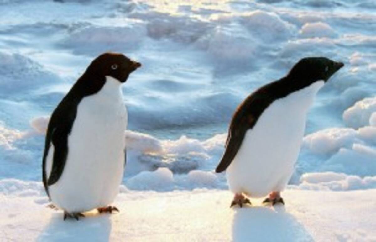 動物の家シリーズ 12 かわいい姿からは想像できない アデリーペンギンの南極暮らし 12年3月日 エキサイトニュース