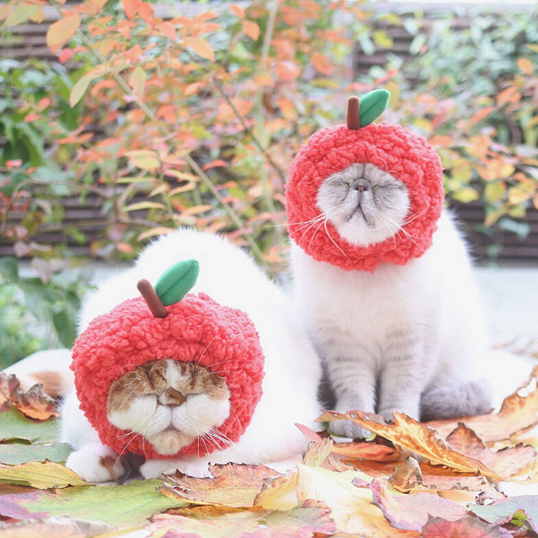 スター猫のお宅訪問 2 フォロワー6万人 インスタで人気の Niko Poko の暮らし 18年11月28日 エキサイトニュース