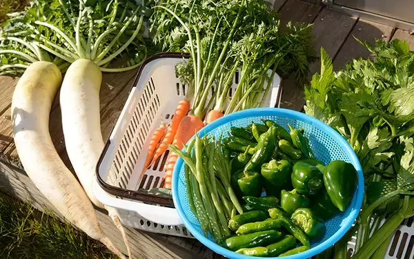 「デュアルライフ・二拠点生活[4] 千葉県香取市 将来の移住を見据え、都心のタワマンから週末滞在型農園に土いじりに通う」の画像