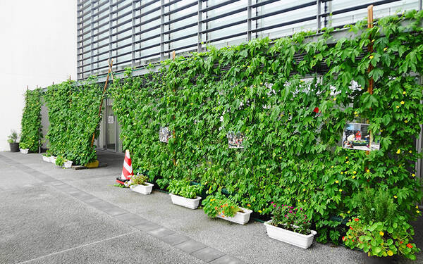 グリーンカーテンは6月でも間に合う マンションでのつくりかたも紹介 19年6月12日 エキサイトニュース