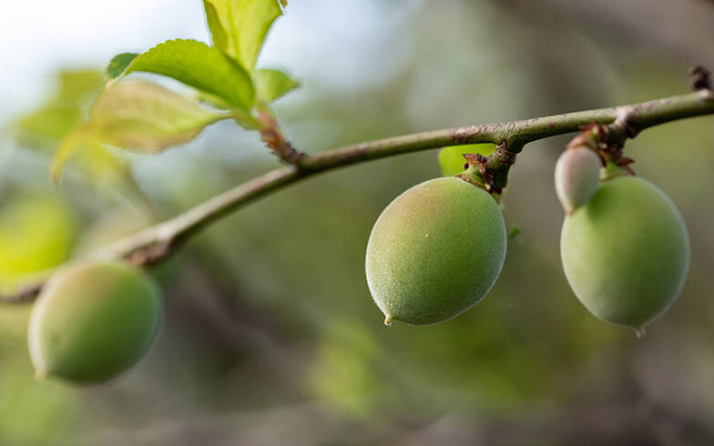 「空家スイーツ」でニュータウンを盛り上げたい！ 埼玉の高齢化NO1の街に新土産