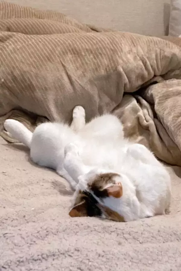 「猫好きさん夢のシェアハウス！ 獣医師が運営、定期健診つきで愛猫の健康を守る 「KOTERA」東京都大田区」の画像