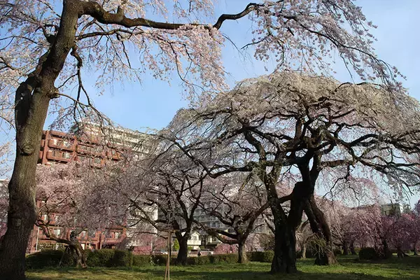 「宮城「住み続けたい街ランキング2022年版」仙台市内をおさえ、隣接の街が1位・2位に！」の画像