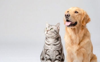 賃貸でのペット飼育トラブル！原状回復費用は「30万円～50万円未満」が最多