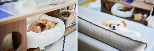 「千葉市に”平屋だけ”全50邸の分譲地。「階段ない・空が広い・緑いっぱい」子育て終えた夫妻が選んだ暮らし」の画像