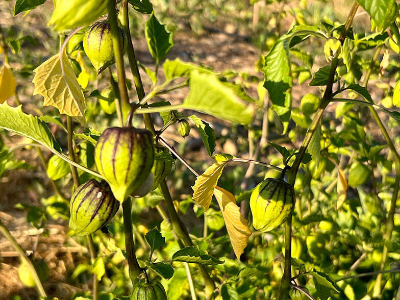 【南仏発】美食の街マルセイユで「太陽光レストラン」が話題。電気・ガス使わず太陽熱で調理?! 脱酸素への本気　「ル・プレザージュ」