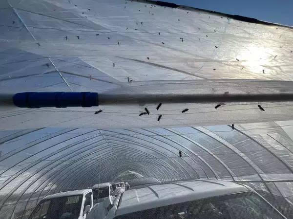 「蜂がブンブン飛び交う“日本一危険な祭り”に参加して最高にウマい「蜂の子料理」を味わってきた」の画像