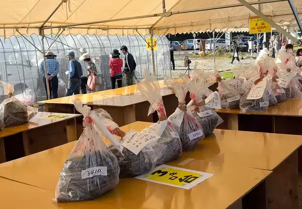 「蜂がブンブン飛び交う“日本一危険な祭り”に参加して最高にウマい「蜂の子料理」を味わってきた」の画像