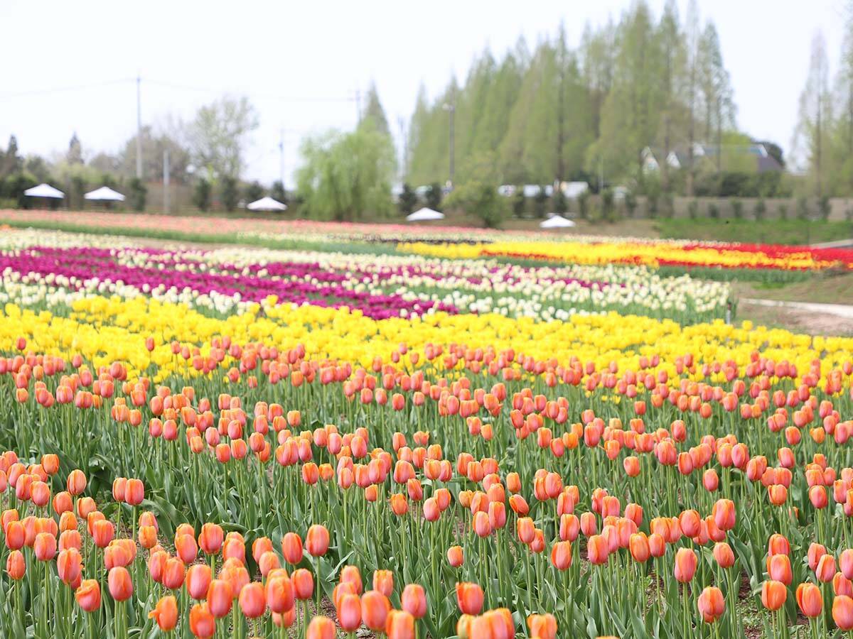 【広島観光】絶景を拝めるのは今だけ！ 『世羅高原農場』で一面に広がるチューリップ＆ネモフィラが開花