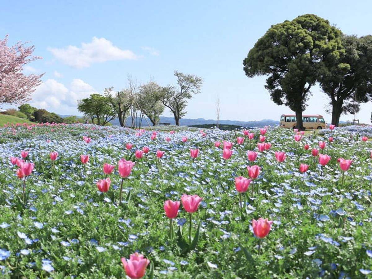 【2024年】まだまだ桜が見頃！ 5月に訪れたい関東＆関西の「絶景お花見スポット」10選