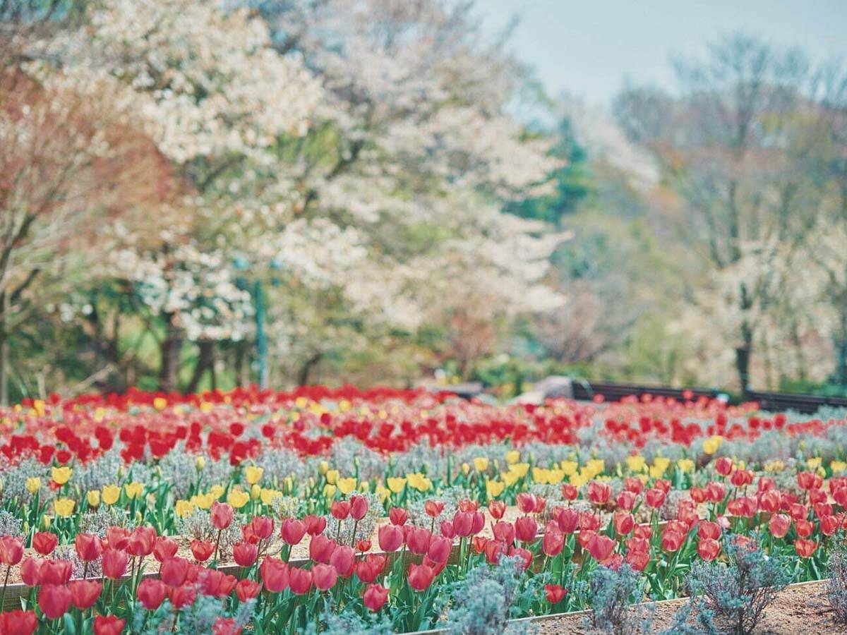 【2024年】まだまだ桜が見頃！ 5月に訪れたい関東＆関西の「絶景お花見スポット」10選