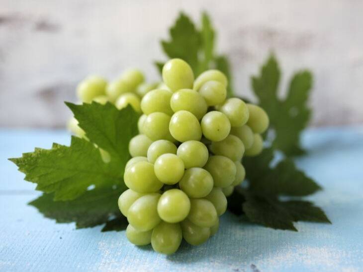 くだもの王国おかやまの「ぶどう」が出荷最盛期！ おいしさの秘密とベストな保存方法とは