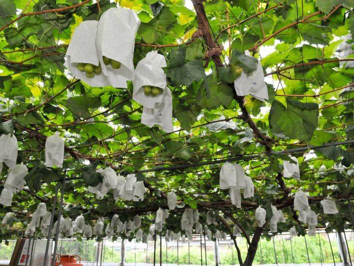 くだもの王国おかやまの「ぶどう」が出荷最盛期！ おいしさの秘密とベストな保存方法とは