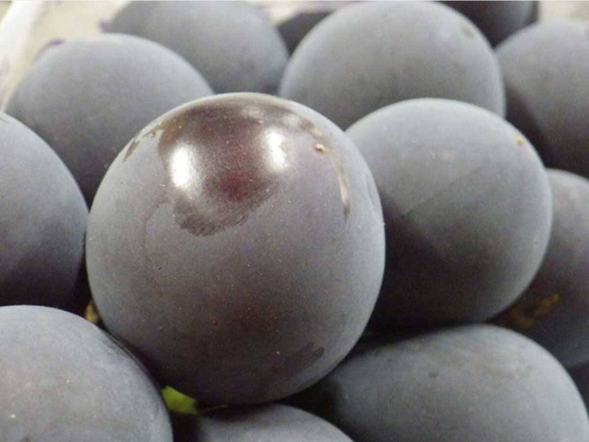 くだもの王国おかやまの「ぶどう」が出荷最盛期！ おいしさの秘密とベストな保存方法とは