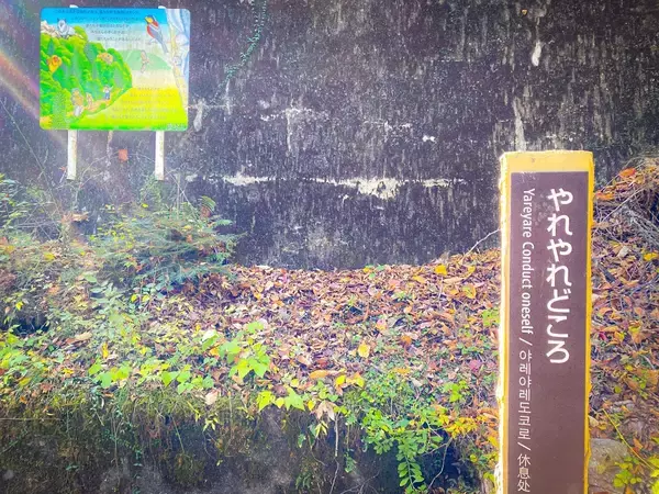 「紅葉シーズン真っ盛りの“夢の吊り橋”へ。絶景と温泉、山の幸をめぐる静岡・川根本町さんぽ」の画像