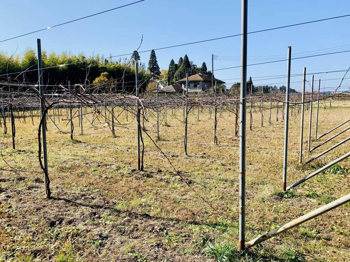 【千葉グルメ】千葉においしいワインあり。八街唯一のワイナリー『Sawa Wines』のフレッシュ＆フルーティーなワインをご賞味あれ！ 