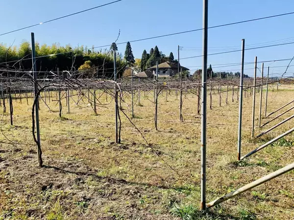 「【千葉グルメ】千葉においしいワインあり。八街唯一のワイナリー『Sawa Wines』のフレッシュ＆フルーティーなワインをご賞味あれ！ 」の画像