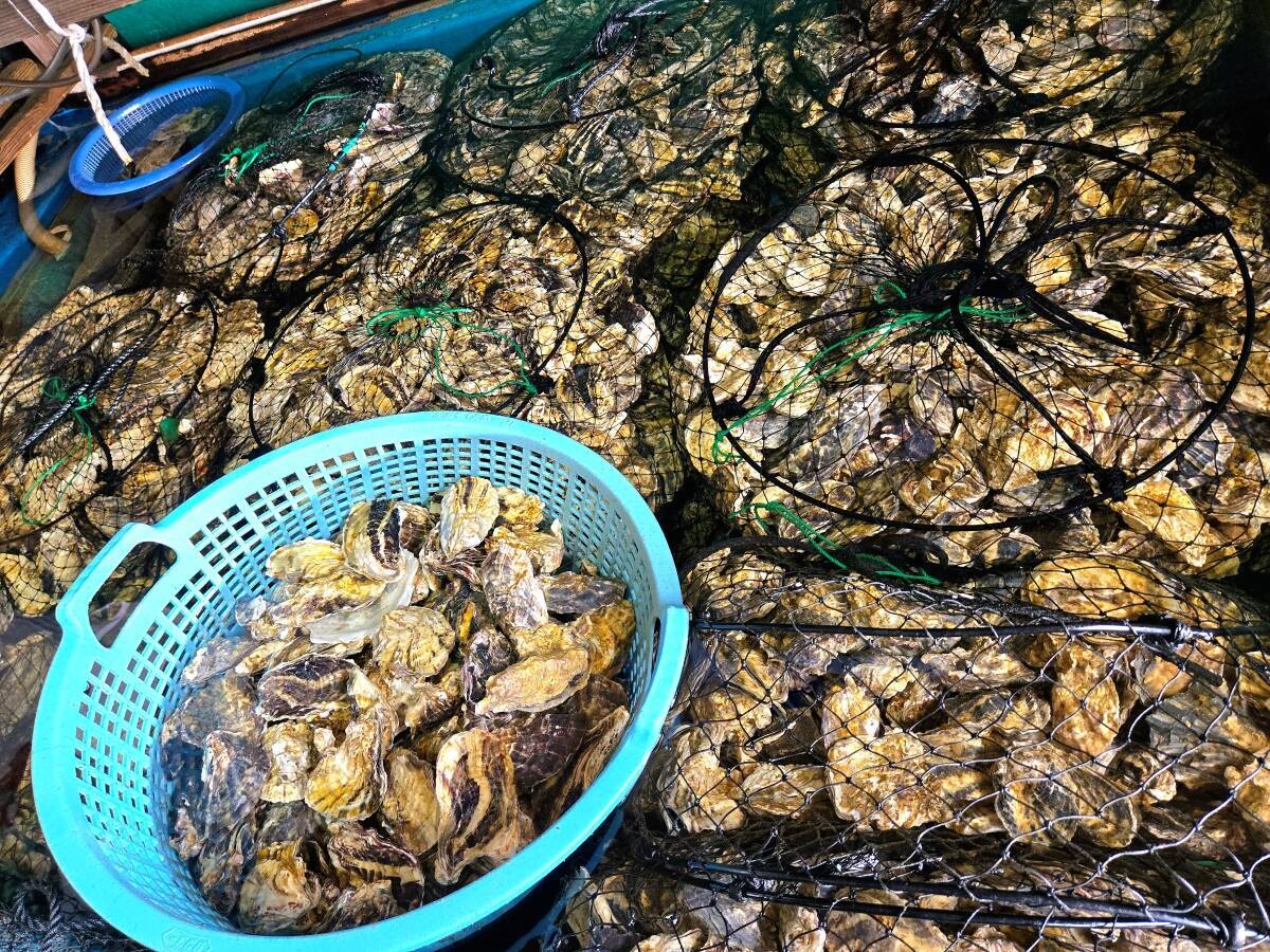 地元が愛する濃厚な「牡蠣」。福岡県志免町の老舗『しめ海産』──孫が継ぐ、牡蠣と季節の恵み