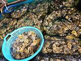 「地元が愛する濃厚な「牡蠣」。福岡県志免町の老舗『しめ海産』──孫が継ぐ、牡蠣と季節の恵み」の画像4
