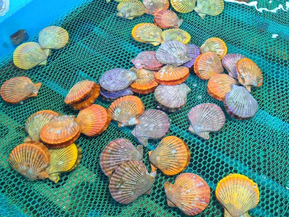 地元が愛する濃厚な「牡蠣」。福岡県志免町の老舗『しめ海産』──孫が継ぐ、牡蠣と季節の恵み