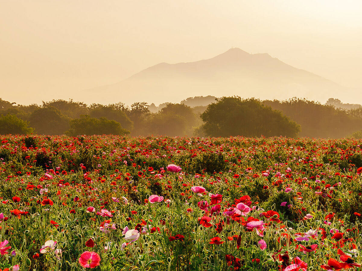 映画『下妻物語』の舞台・茨城県下妻市で地元民が通う“鶏の半身揚げ”