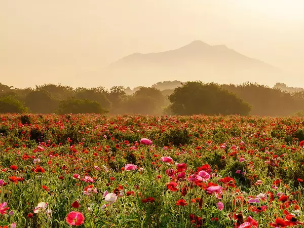 「映画『下妻物語』の舞台・茨城県下妻市で地元民が通う“鶏の半身揚げ”」の画像