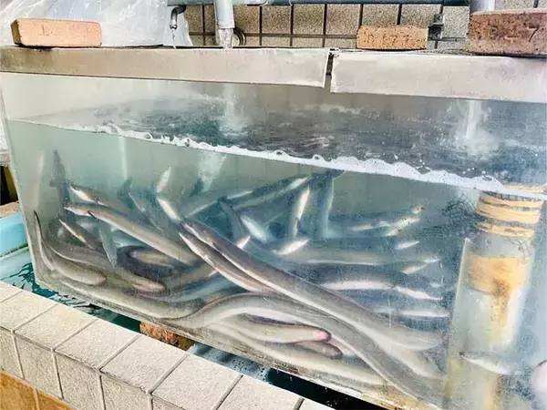 「冬こそ絶品うなぎを！うなぎのまちで客足が途絶えない『丸共 清水屋川魚店』のうなぎ蒲焼き」の画像