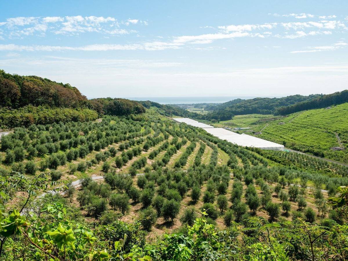 【感動のお取り寄せ】リピート必至。大分「国東クリーブガーデン」の至極のオリーブオイル