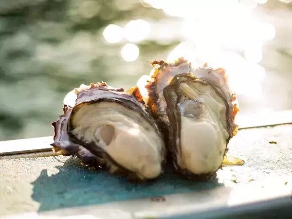 「シュールで楽しい！ 野外のコタツで日本酒を楽しむ千葉の面白イベント「酒と祭」が今週末から」の画像