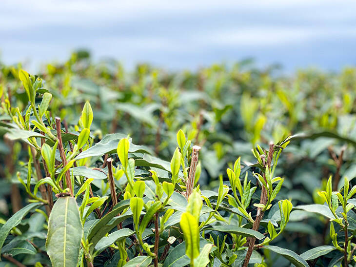 茶の名産地・静岡で話題のお茶リキュール「宵茶」を嗜んできた