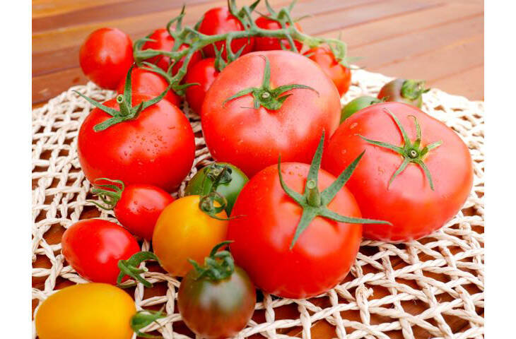 テレビでも話題！ 『井出トマト農園』のトマトが美味しすぎる理由とは？