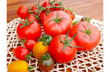 「テレビでも話題！ 『井出トマト農園』のトマトが美味しすぎる理由とは？」の画像4