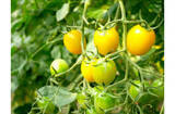 「テレビでも話題！ 『井出トマト農園』のトマトが美味しすぎる理由とは？」の画像5