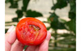 「テレビでも話題！ 『井出トマト農園』のトマトが美味しすぎる理由とは？」の画像6