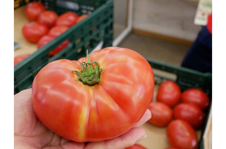 テレビでも話題！ 『井出トマト農園』のトマトが美味しすぎる理由とは？
