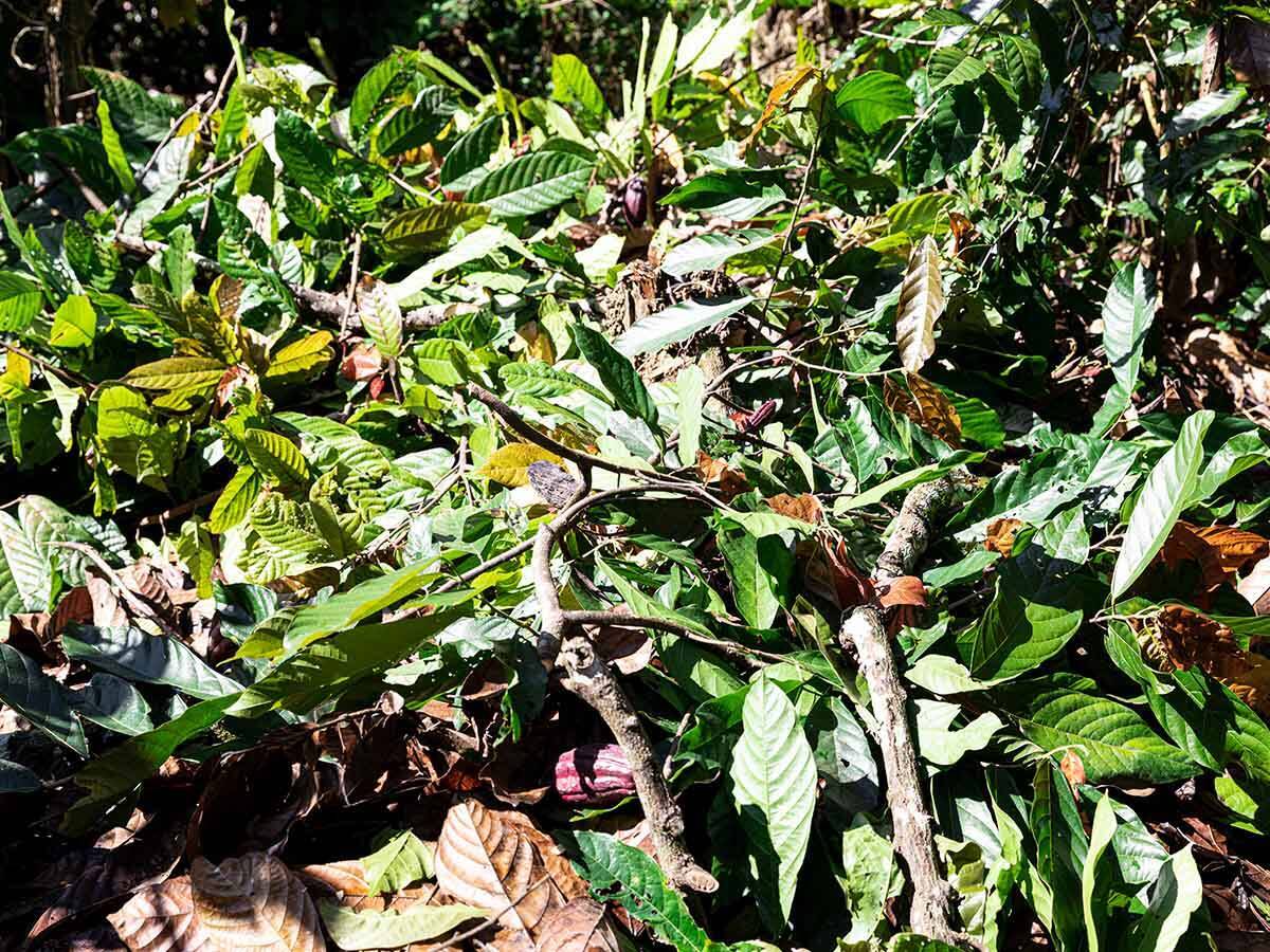 廃材を食べるアース・キュイジーヌ？ サステナブルな食イベントは驚きの連続だった！