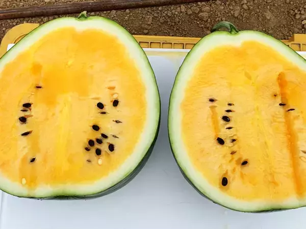 「希少なスイカやとうもろこしも！ 今しか食べられない甘くてジューシーな「幻の北海道食材」3選」の画像