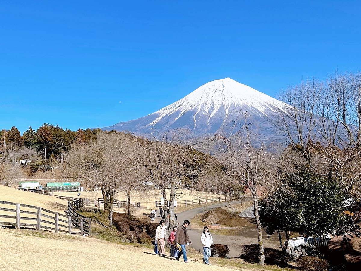 【静岡グルメ旅】富士山の絶景日本一。食べて遊んで癒される「まかいの牧場」が人気の理由