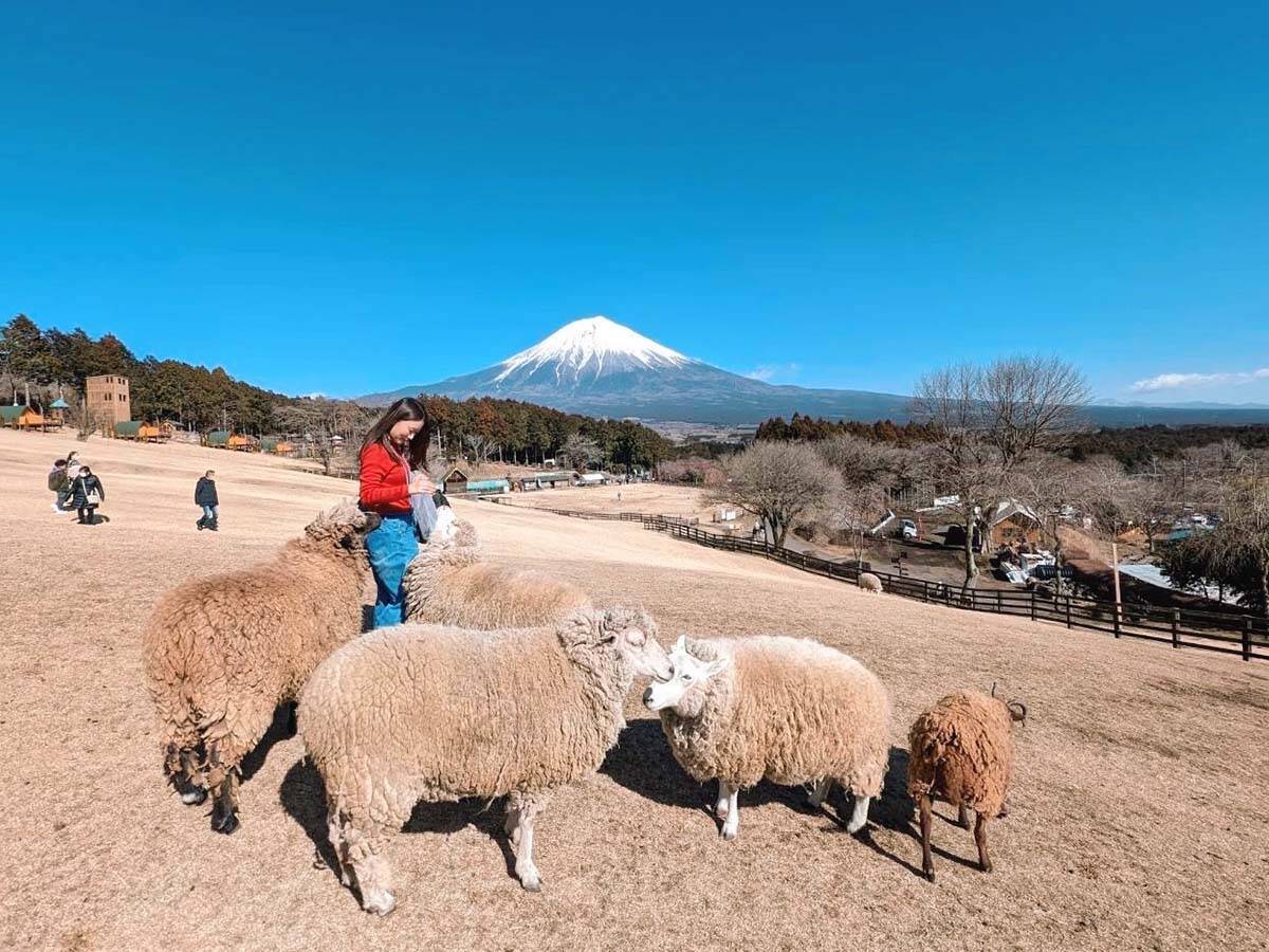 【静岡グルメ旅】富士山の絶景日本一。食べて遊んで癒される「まかいの牧場」が人気の理由