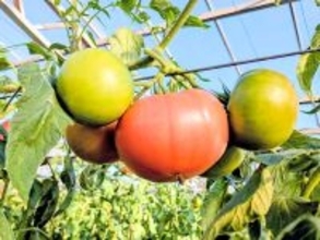 規格外トマトがごちそうに変わる！山梨・ヨダファームの“濃厚トマトソース”と絶品レシピ3選