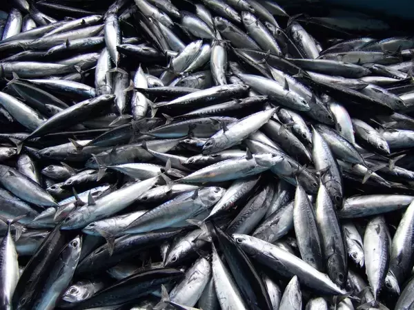 「高知県土佐清水市発、宗田節の名店「新谷商店」。本物のだし文化を受け継ぐ老舗の味」の画像