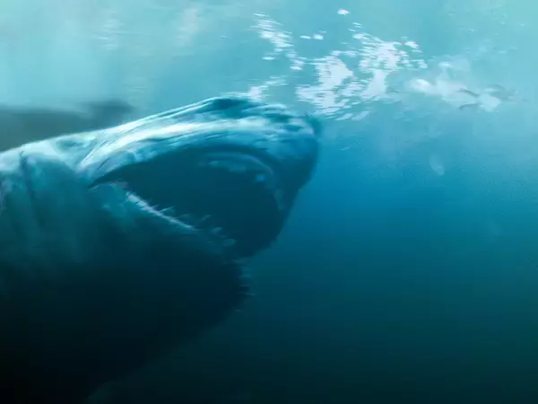 「サメ肉って美味しいの？ ジビエ居酒屋『米とサーカス』でサメに食われる映画を観た後に倒錯のサメ料理を味わってきた！」の画像