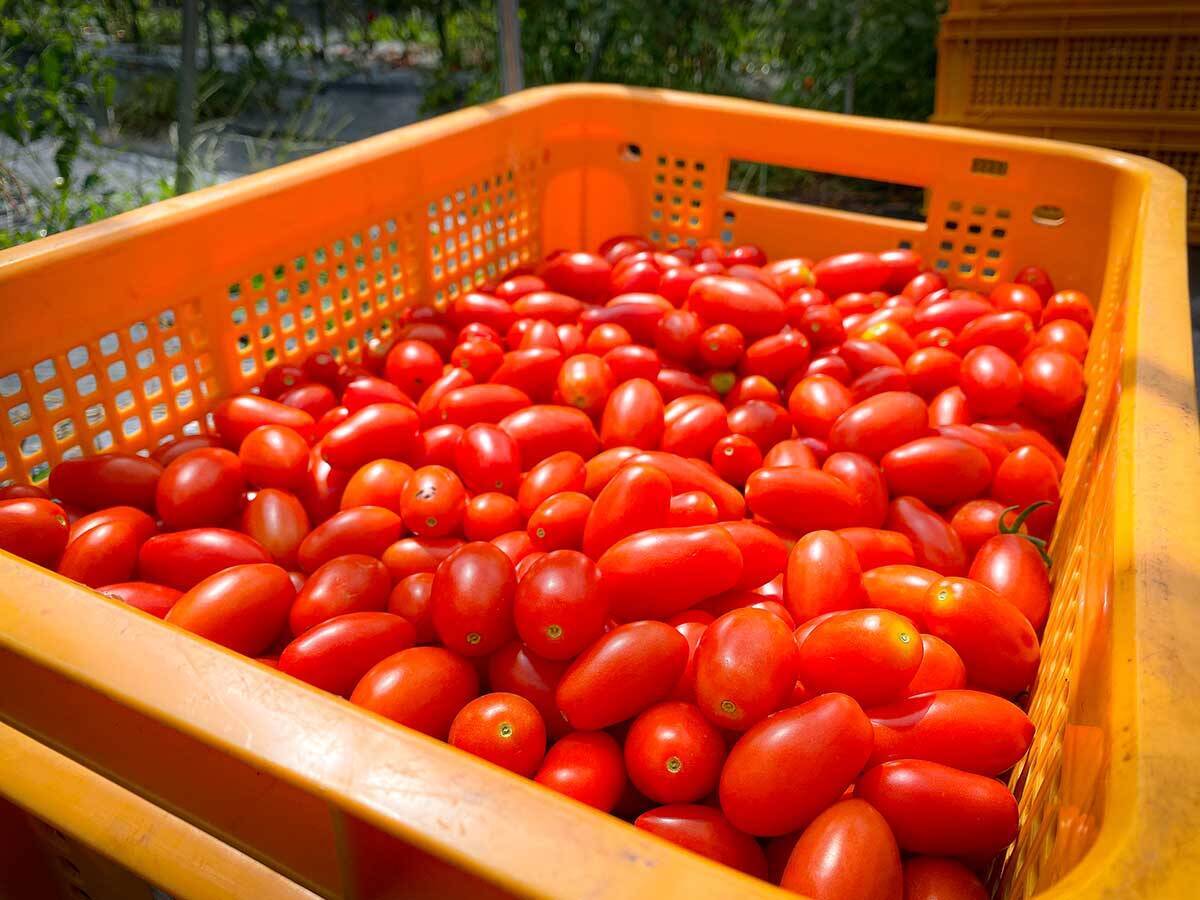 絶景テラスのレストランで野菜ランチを。山梨らしい「食と人をつなぐ」サスティナブルな農業の未来