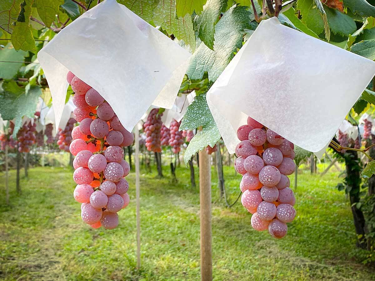 絶景テラスのレストランで野菜ランチを。山梨らしい「食と人をつなぐ」サスティナブルな農業の未来