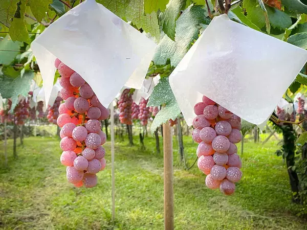 「絶景テラスのレストランで野菜ランチを。山梨らしい「食と人をつなぐ」サスティナブルな農業の未来」の画像