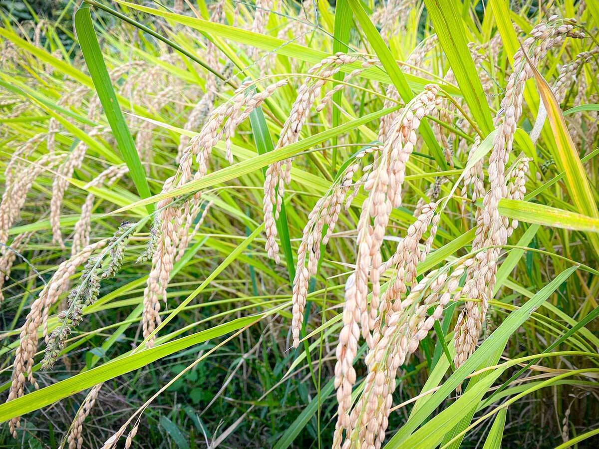 絶景テラスのレストランで野菜ランチを。山梨らしい「食と人をつなぐ」サスティナブルな農業の未来