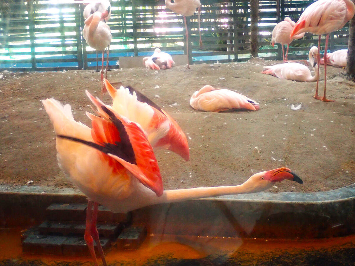 フラミンゴを眺めて料理を楽しむ。昭和から愛され続けるちょっとシュールなレストラン『メヒコ』に行ってきた