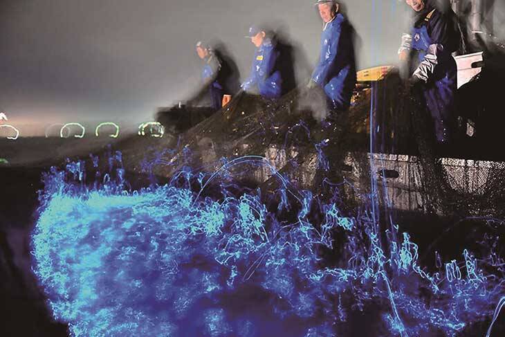 【富山グルメ】編集部が感動！ 紅ズワイガニ、牡蠣…わざわざ食べに行きたい“海の幸”と名店4選