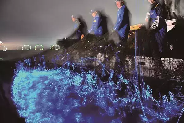 「【富山グルメ】編集部が感動！ 紅ズワイガニ、牡蠣…わざわざ食べに行きたい“海の幸”と名店4選」の画像